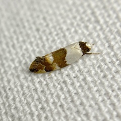 Euphiltra eroticella