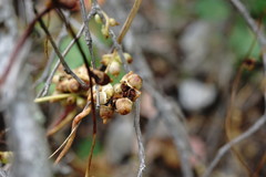 Cuscuta monogyna