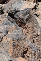 Gallotia galloti galloti