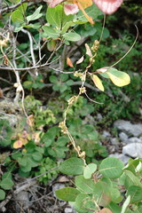 Cuscuta monogyna