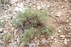 Salvia scabiosifolia