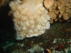 Eunephthya thyrsoidea