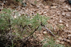 Salvia scabiosifolia
