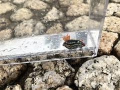 Hypselodoris festiva