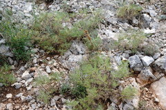 Salvia scabiosifolia