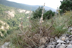 Salvia scabiosifolia