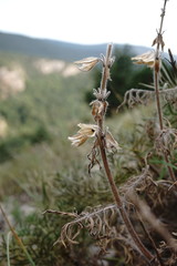 Salvia scabiosifolia