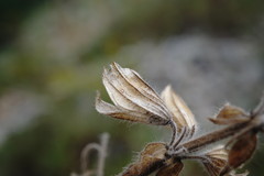 Salvia scabiosifolia
