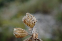 Salvia scabiosifolia