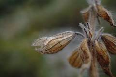 Salvia scabiosifolia