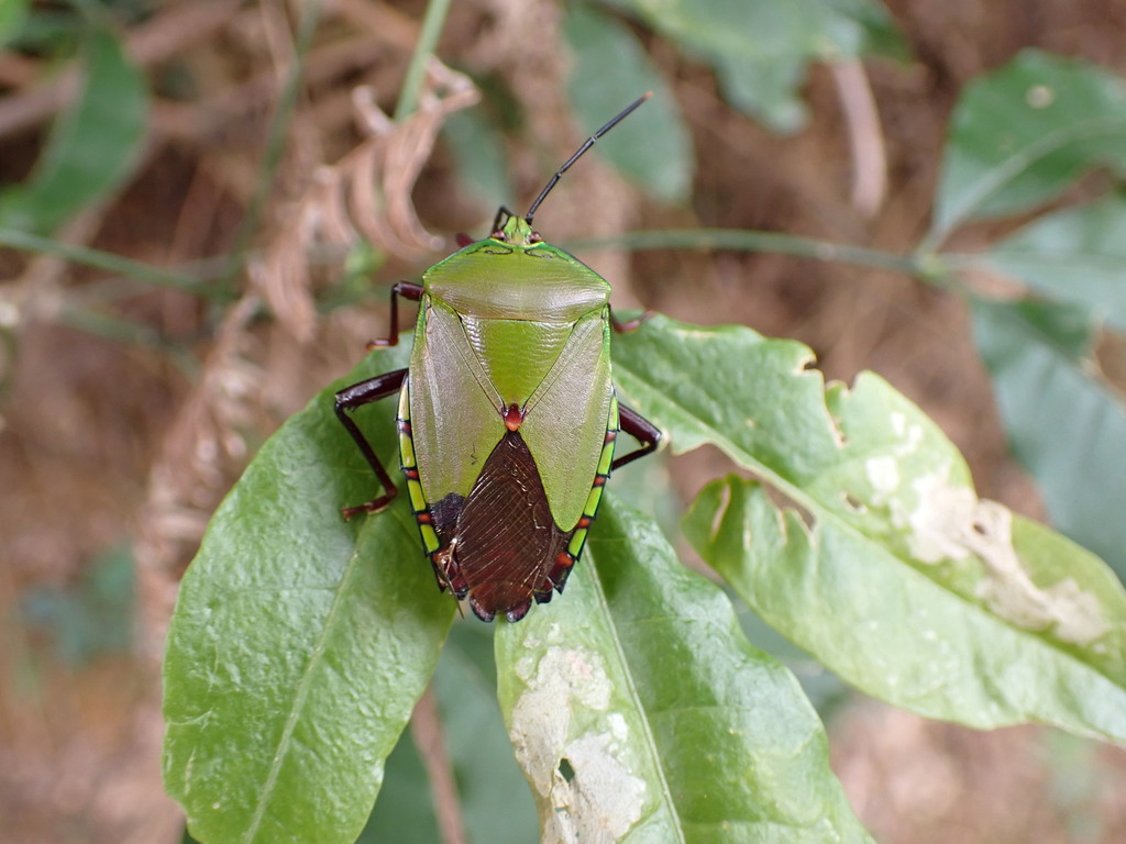 Eusthenes cupreus