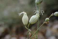 Silene crispata