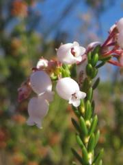 Erica verecunda