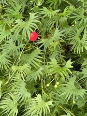 Ipomoea × multifida