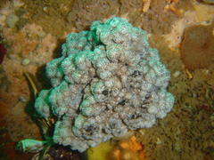 Eunephthya thyrsoidea