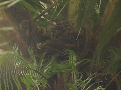 Dendroaspis jamesoni