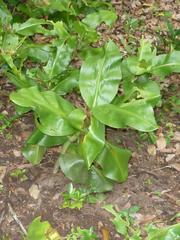 Scadoxus multiflorus katharinae