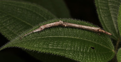Planososibia esacus