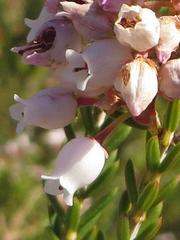 Erica verecunda