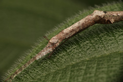 Planososibia esacus