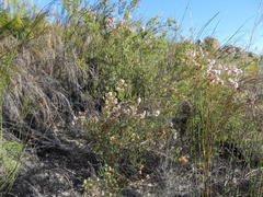 Erica verecunda
