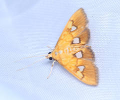 Nosophora semitritalis