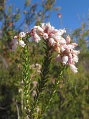 Erica verecunda
