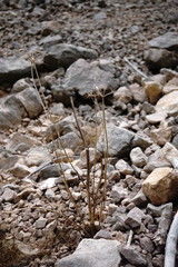 Heracleum ligusticifolium