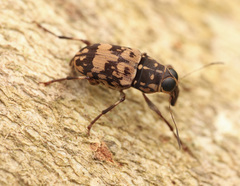 Litocerus