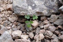 Heracleum ligusticifolium