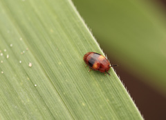 Spiloscapha nigrofasciata