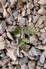 Heracleum ligusticifolium