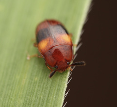 Spiloscapha nigrofasciata