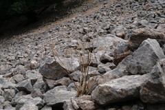 Heracleum ligusticifolium