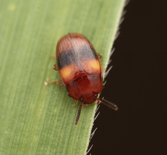 Spiloscapha nigrofasciata