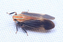 Catullioides rubrolineata