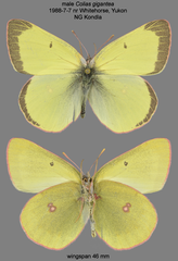 Colias gigantea