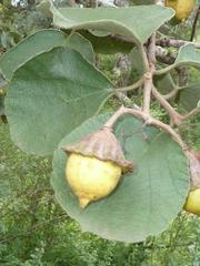Cordia grandicalyx