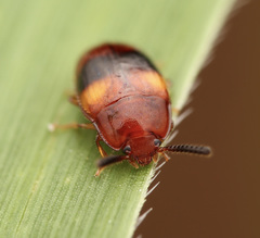 Spiloscapha nigrofasciata