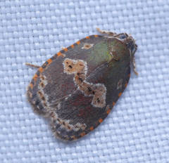 Cnesteboda celligera