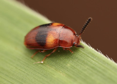 Spiloscapha nigrofasciata