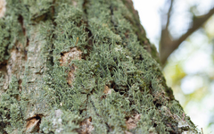Cladonia subradiata