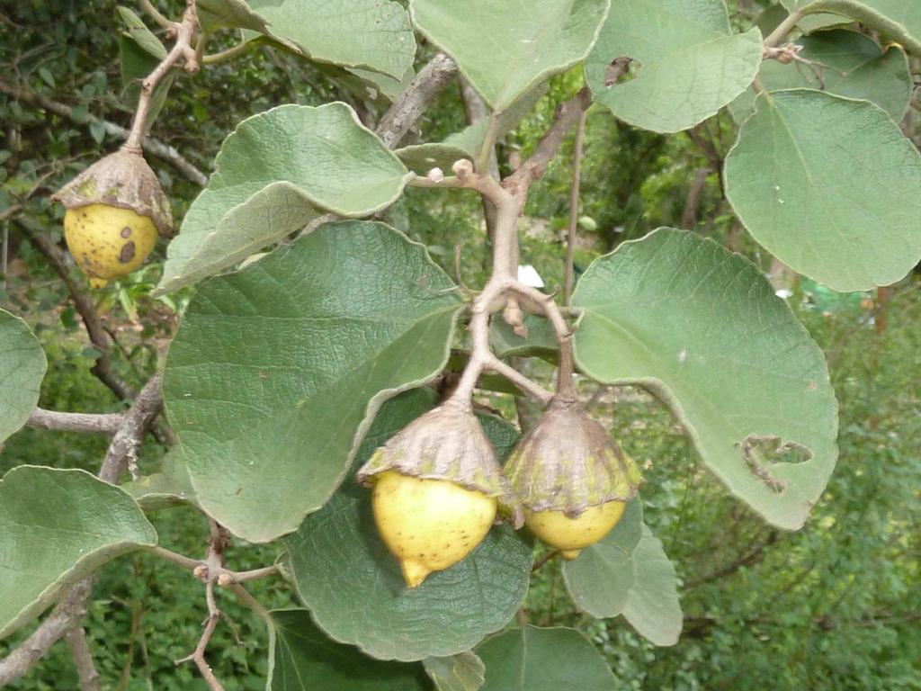 Large-Fruited Saucerberry