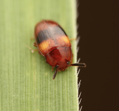 Spiloscapha nigrofasciata