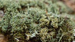 Cladonia subradiata