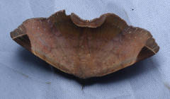 Psimada quadripennis