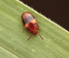 Spiloscapha nigrofasciata