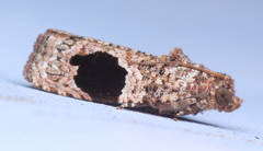 Ophiorrhabda mormopa