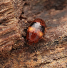 Spiloscapha nigrofasciata