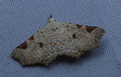 Prolophota trigonifera